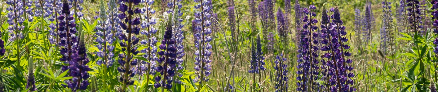 lupin-flowers