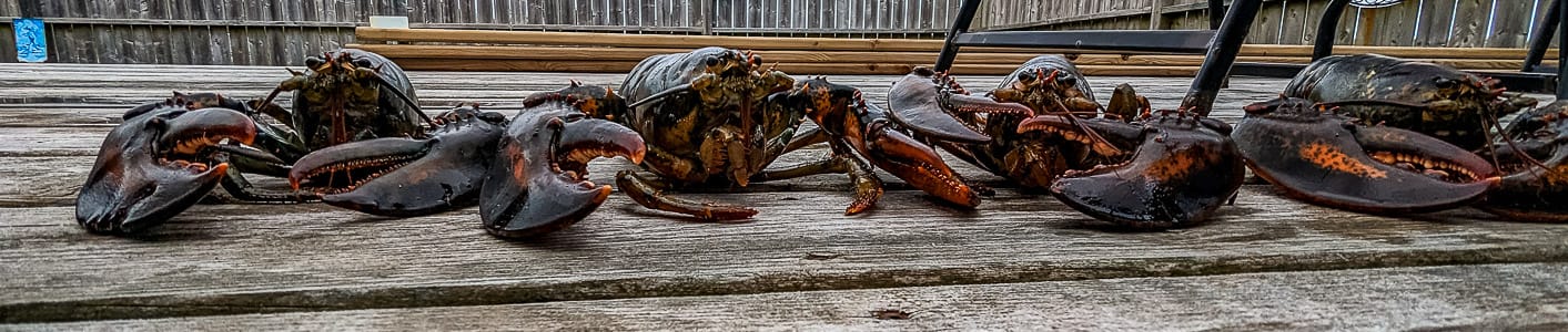 nova-scotia-lobsters