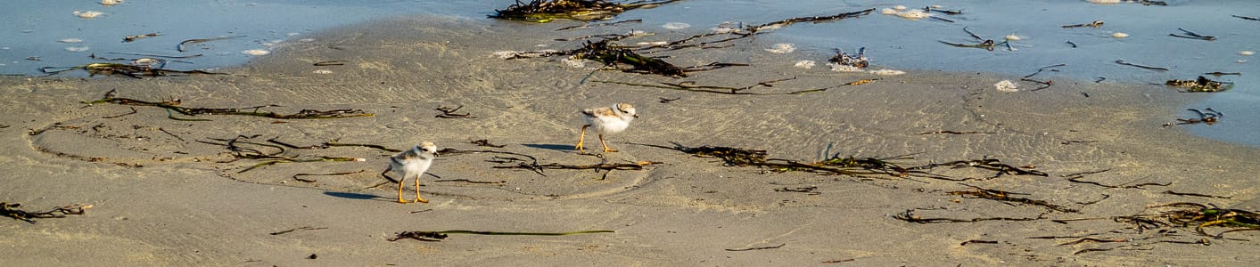 piping-plovers