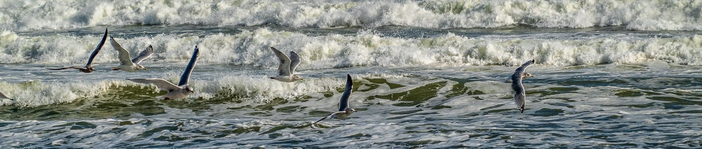 sea-gulls-over-the-waves
