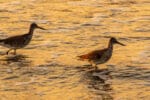 shore-birds