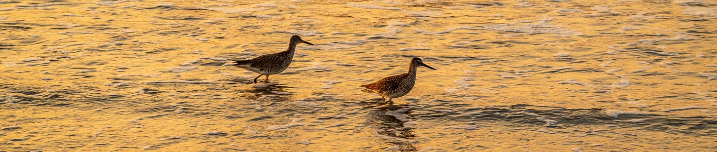 shore-birds